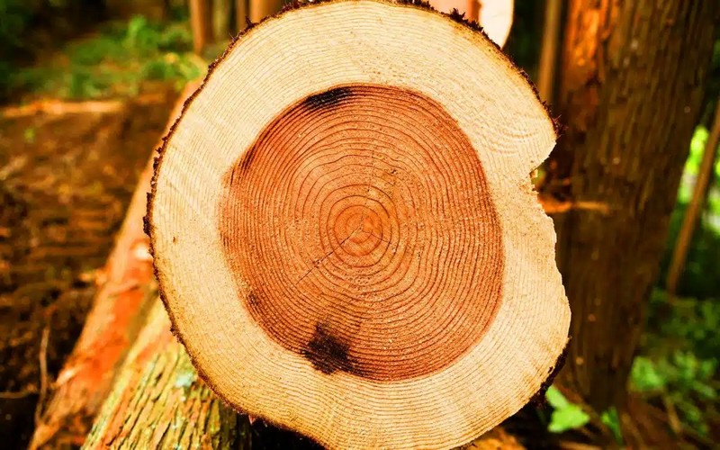 Du bois sans couper un arbre : Comment la culture de bois en laboratoire pourrait transformer la lutte contre la déforestation