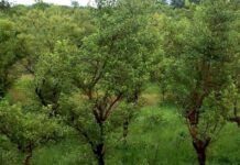 Forêts Classées du Burkina Faso : Un « poumon vert » en danger face à la déforestation massive et l’inaction politique