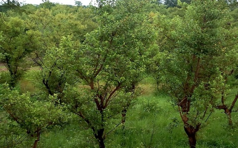 Forêts Classées du Burkina Faso : Un « poumon vert » en danger face à la déforestation massive et l’inaction politique                   