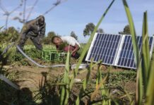 Former pour transformer : L’irrigation solaire comme levier pour une agriculture durable et résiliente au Mali