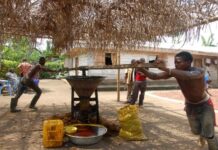 Huile de palme en Centrafrique : L’ambition des jeunes producteurs de Bossongo et le développement d’une production semi-industrielle