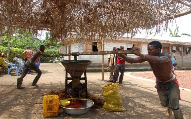 Huile de palme en Centrafrique : L&rsquo;ambition des jeunes producteurs de Bossongo et le développement d&rsquo;une production semi-industrielle