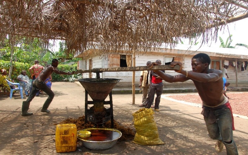 Huile de palme en Centrafrique : L’ambition des jeunes producteurs de Bossongo et le développement d’une production semi-industrielle