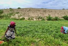 ISM : Une étude pour des solutions durables à la migration climatique et l’exode rural menée à Madagascar