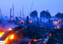 Incendies en Amazonie : Une augmentation de 79 % des surfaces brûlées en 2024, un défi majeur pour la lutte contre le changement climatique