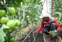 L’Union africaine adopte une stratégie décennale pour le développement agricole et la sécurité alimentaire en Afrique