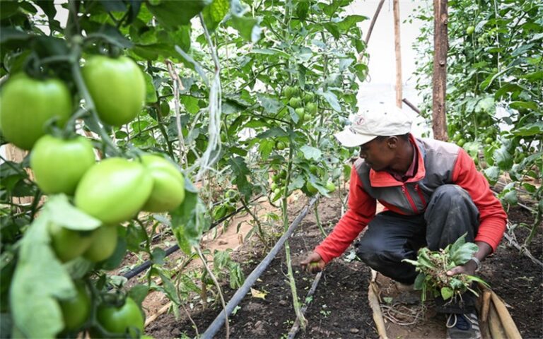 L&rsquo;Union africaine adopte une stratégie décennale pour le développement agricole et la sécurité alimentaire en Afrique