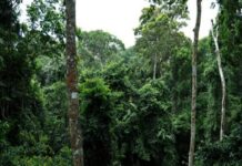 La RDC critique les exigences européennes de zéro déforestation : Une législation inadaptée aux réalités locales