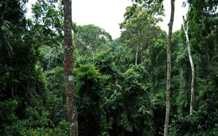 La RDC critique les exigences européennes de zéro déforestation : Une législation inadaptée aux réalités locales