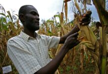 La sécheresse en Zambie : L’inflation explose et la banque centrale met en place des mesures de stabilité financière