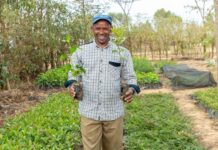 L’agroforesterie : Une solution durable pour les petits producteurs face aux défis climatiques et économiques