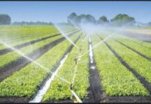 Le Rwanda obtient un prêt de 47 millions $ de la Chine pour renforcer l’irrigation agricole et stimuler la production