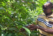 Le changement climatique fragilise la production de café au Kenya : Une chute de 70 % en 30 ans