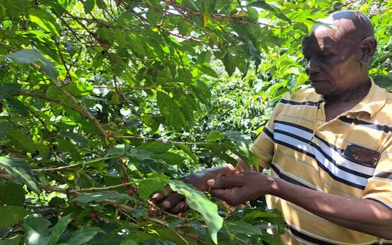 Le changement climatique fragilise la production de café au Kenya : Une chute de 70 % en 30 ans