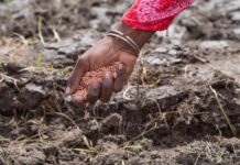 Les défis à surmonter pour permettre aux agriculteurs africains d’accéder aux semences intelligentes face aux changements climatiques