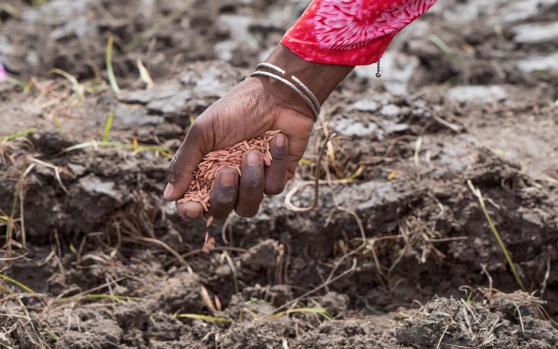 Les défis à surmonter pour permettre aux agriculteurs africains d’accéder aux semences intelligentes face aux changements climatiques