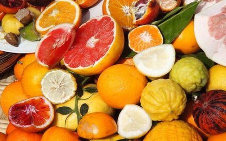 Les exportations d’agrumes du Maroc en forte croissance : +31% attendu pour la campagne 2024/2025