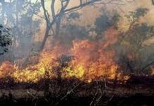 Les menaces environnementales sur le « maad de Casamance » : Feux de brousse et coupe illicite de bois compromettent l’avenir de ce produit phare sénégalais