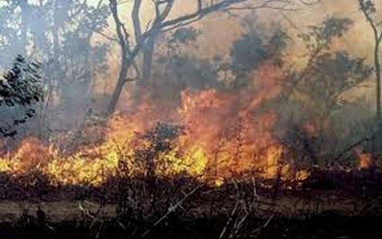 Les menaces environnementales sur le « maad de Casamance » : Feux de brousse et coupe illicite de bois compromettent l’avenir de ce produit phare sénégalais