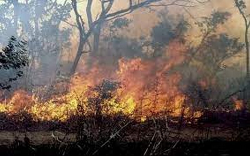 Les menaces environnementales sur le « maad de Casamance » : Feux de brousse et coupe illicite de bois compromettent l’avenir de ce produit phare sénégalais