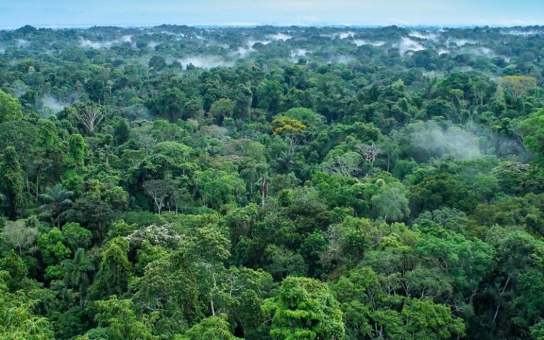 Les microbes amazoniens découverts dans les tourbières pourraient bouleverser la lutte contre le changement climatique