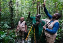 Les primates d’Afrique : Des habitants indispensables pour la conservation des forêts tropicales et la biodiversité