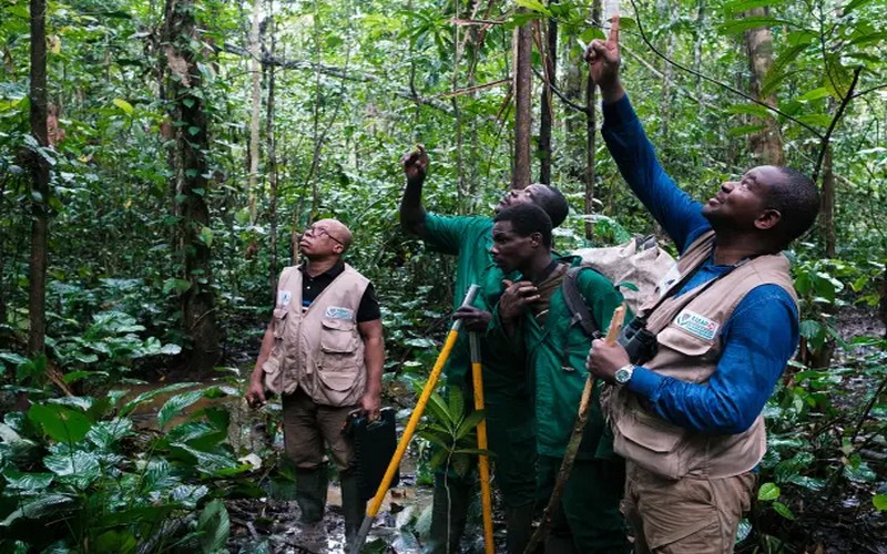 Les primates d’Afrique : Des habitants indispensables pour la conservation des forêts tropicales et la biodiversité