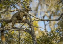 Madagascar : Un projet de conservation de 8,56 millions de dollars pour protéger les espèces menacées