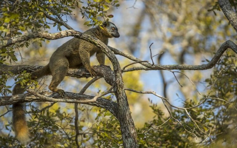 Madagascar : Un projet de conservation de 8,56 millions de dollars pour protéger les espèces menacées