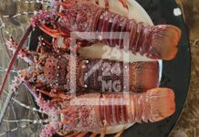 Madagascar suspend la pêche à la langouste pour trois mois : Une mesure cruciale pour préserver cette ressource halieutique menacée