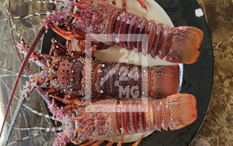 Madagascar suspend la pêche à la langouste pour trois mois : Une mesure cruciale pour préserver cette ressource halieutique menacée