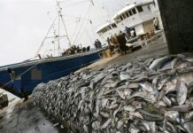 Non-renouvellement des accords de pêche avec l’UE : Une solution pour la cherté des produits halieutiques au Sénégal