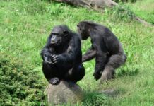 Partenariat public-privé réussi : Un modèle de conservation de la faune sauvage dans le bassin du Congo, au Parc national de Nouabalé-Ndoki