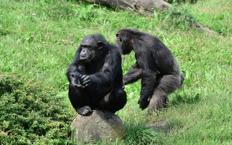 Partenariat public-privé réussi : Un modèle de conservation de la faune sauvage dans le bassin du Congo, au Parc national de Nouabalé-Ndoki
