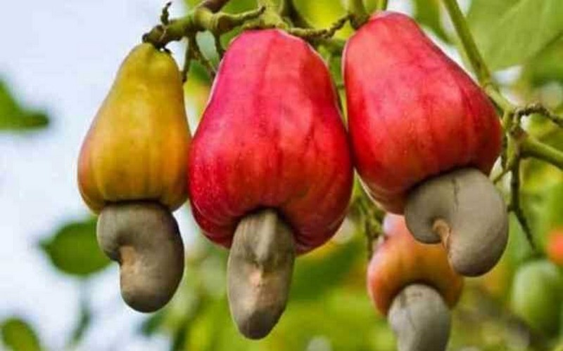 Prévision d’une hausse de 12 % de la production de noix de cajou au Bénin pour la campagne 2024/2025 en vue de renforcer la filière locale