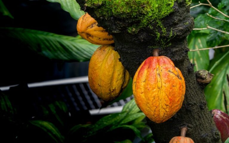 Quelles transitions pour une filière cacao juste et durable ? Enjeux, défis et solutions pour une production responsable