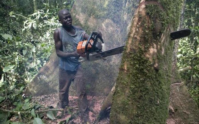 Règlement européen anti-déforestation 2025 : La RDC face à des défis majeurs pour son économie et ses exportations de café et cacao