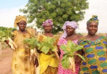 Sénégal : Les femmes de Kayar révolutionnent l’agriculture biologique