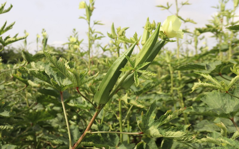 Sénégal : Les obstacles au développement de la filière gombo et les défis rencontrés par les producteurs locaux de Podor