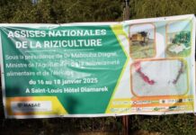 Souveraineté alimentaire : Les Assises nationales du riz à Saint-Louis définissent la stratégie pour relancer la production et garantir l’autosuffisance en riz