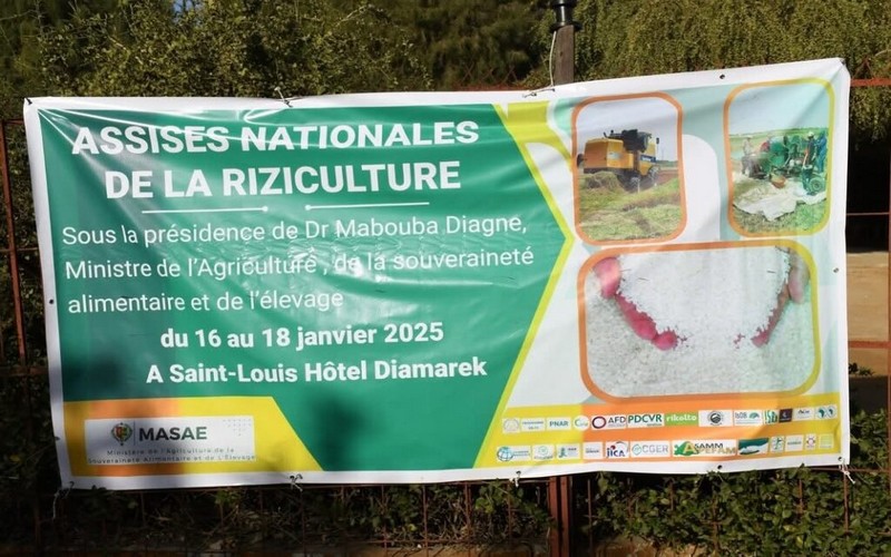 Souveraineté alimentaire : Les Assises nationales du riz à Saint-Louis définissent la stratégie pour relancer la production et garantir l’autosuffisance en riz