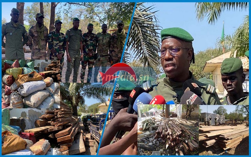 Trafic de bois en Casamance (Sénégal) : Plus de 300 millions de FCFA saisis et 74 arrestations en 6 mois