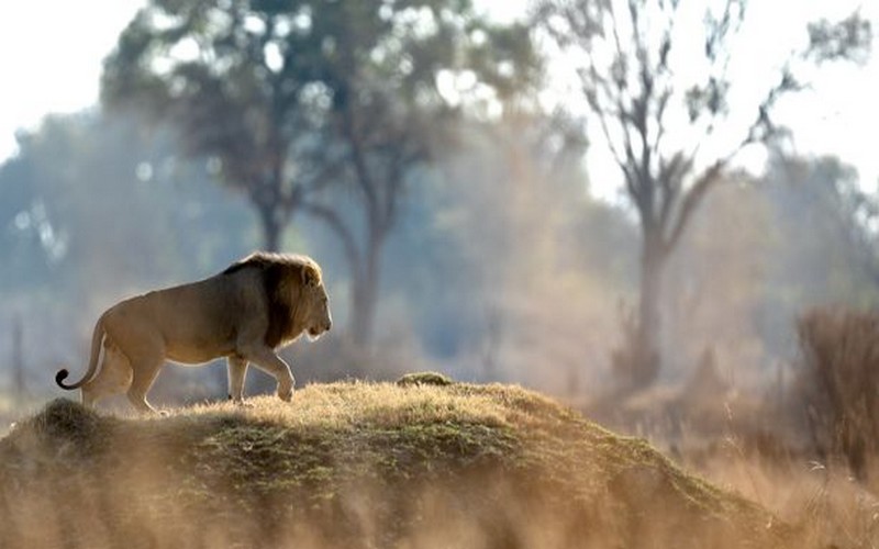 Zimbabwe : Un enfant survit cinq jours dans une réserve animalière sauvage, sauvé par des gardiens de la nature