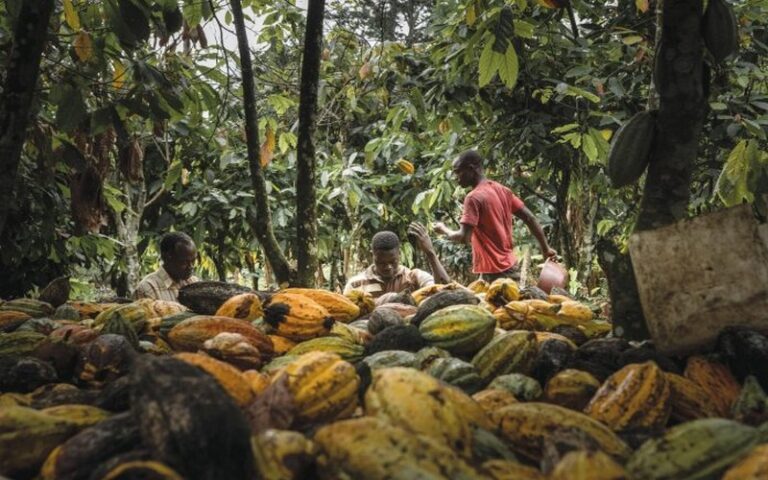 Le marché mondial du cacao prévient un excédent en 2024/2025 après trois années de déficit, Selon l’ICCO