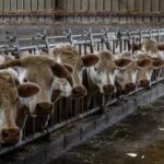 Agriculture en France : L&rsquo;intensification de l&rsquo;élevage, une fausse solution pour la souveraineté alimentaire, selon le Réseau Action Climat