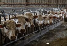 Agriculture en France : L’intensification de l’élevage, une fausse solution pour la souveraineté alimentaire, selon le Réseau Action Climat