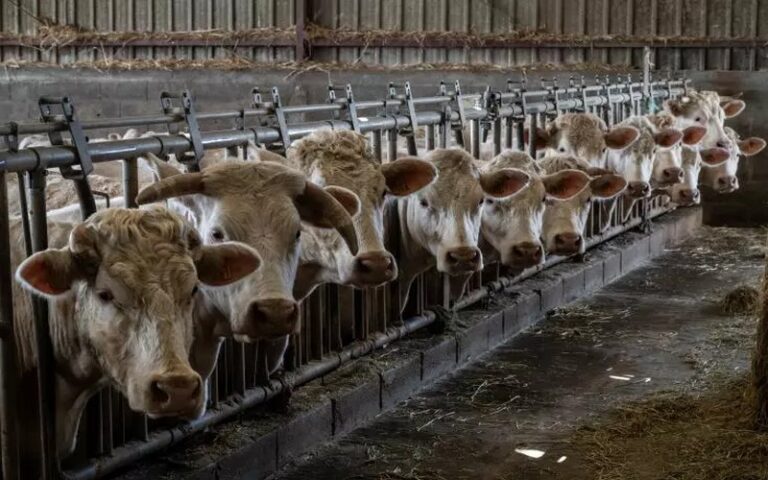 Agriculture en France : L’intensification de l’élevage, une fausse solution pour la souveraineté alimentaire, selon le Réseau Action Climat