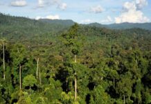 Climat : La RDC renforce son leadership pour la protection des forêts et de la biodiversité