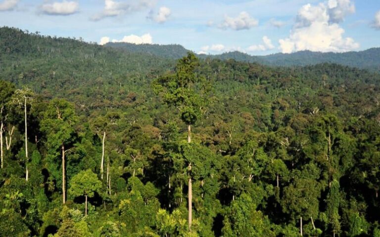 Climat : La RDC renforce son leadership pour la protection des forêts et de la biodiversité