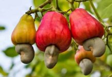 Contrebande de noix de cajou en Afrique de l’Ouest : Un fléau qui menace l’industrie de la transformation et l’économie régionale